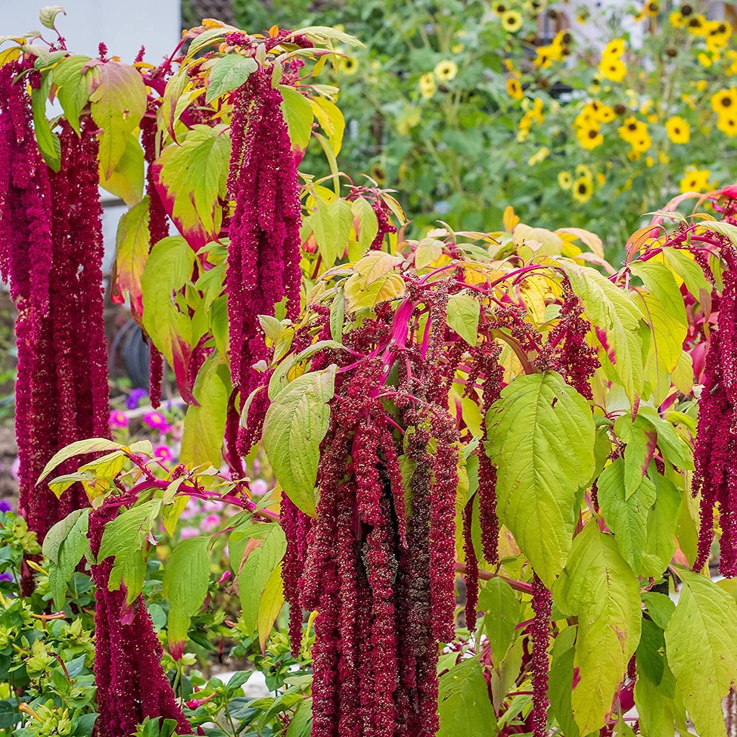 Love Lies Bleeding Seeds ¨C up to 50%