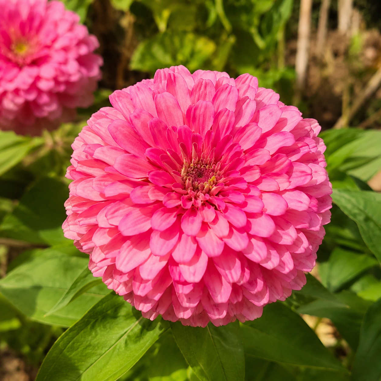Zinnia Elegans Seeds - Mix Larger Packet High Germination 6000-30000 Onsaleseeds
