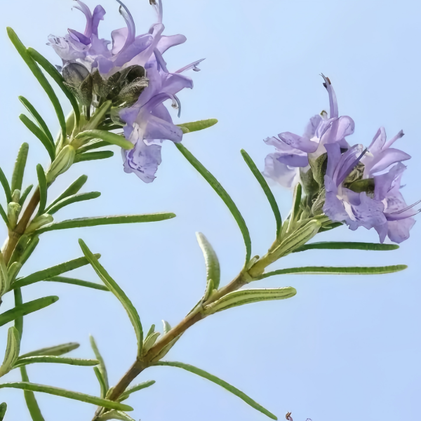 Rosemary seeds up to 50%