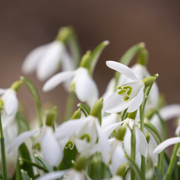 Snowdrop Seeds Up to 50%
