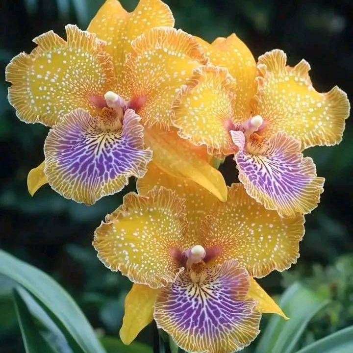 Transgenic flower seeds up to 50%