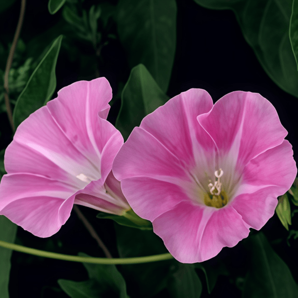 Petunia Hybrida Flower Seeds up to 50%
