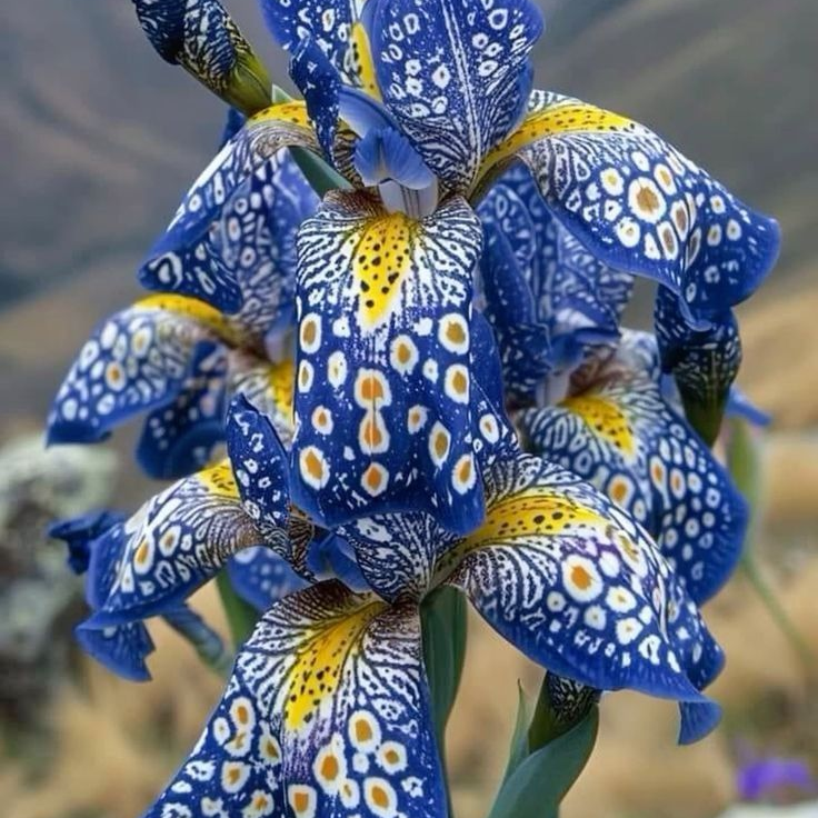 Special lily seeds up to 50%