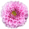Bes 1