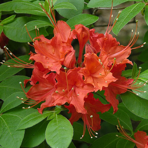 Orange Azalea Flower Seeds up to 50%