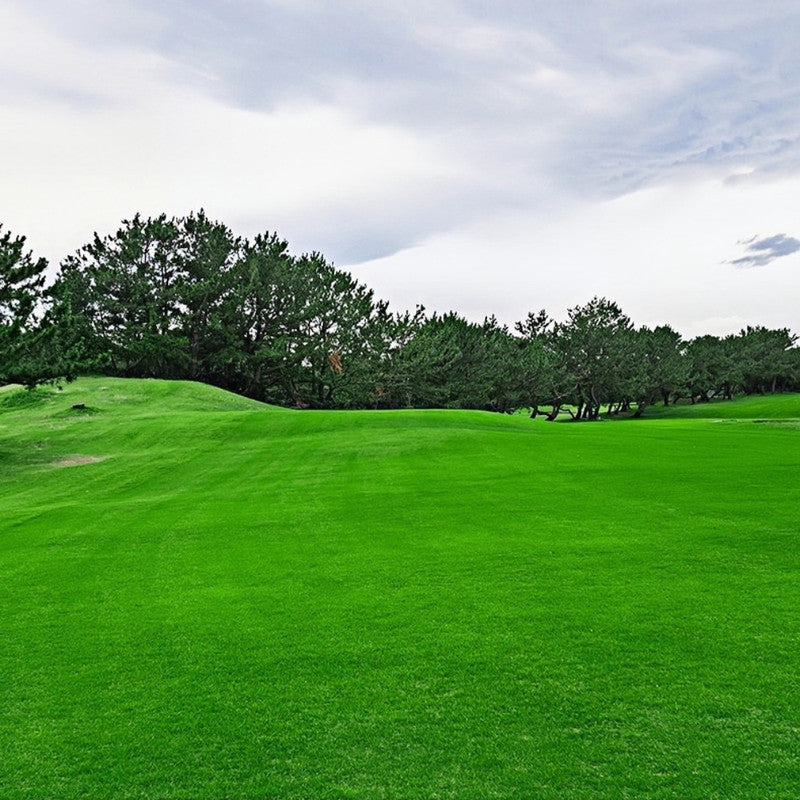 Emerald Seeds - Larger Packet High Germination 1/4-1/2LB Onsaleseeds