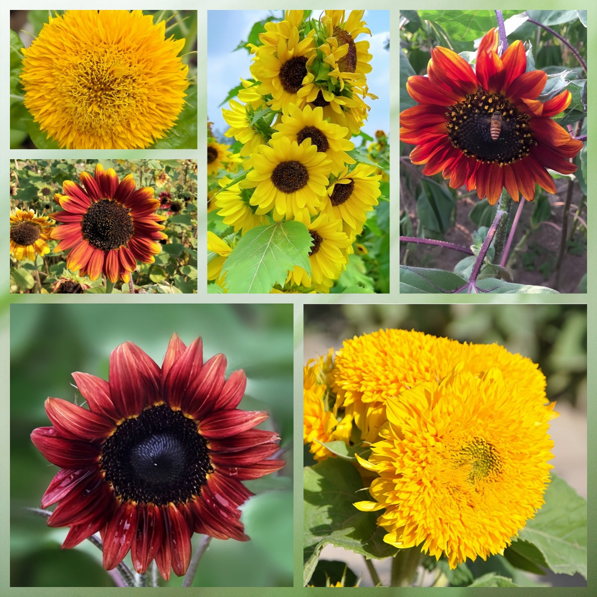 Sunflower Seeds - Mix Larger Packet High Germination 500-2500 Onsaleseeds