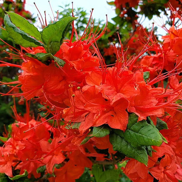 Orange Azalea Flower Seeds up to 50%