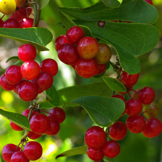 Sarsaparilla Plant Seeds up to 50%