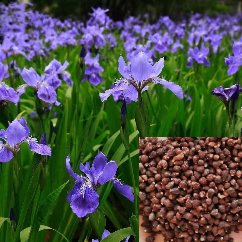 Iris Flower Seeds up to 50%