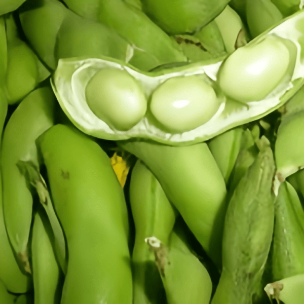 Edamame Seeds up to 50%