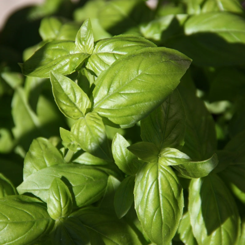 Sweet Basil Seeds up to 50%