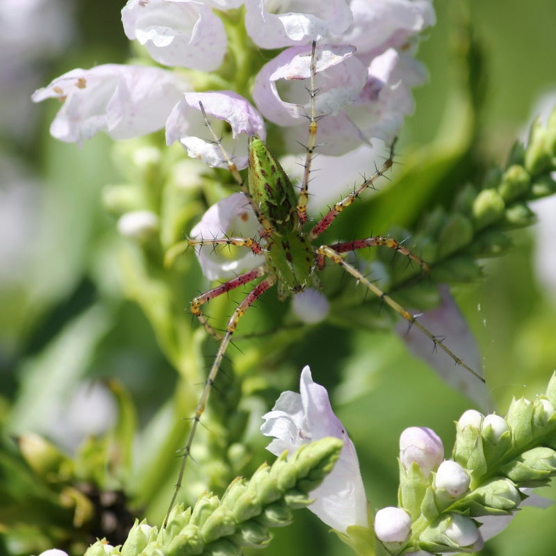 Physostegia virginiana up to 50%