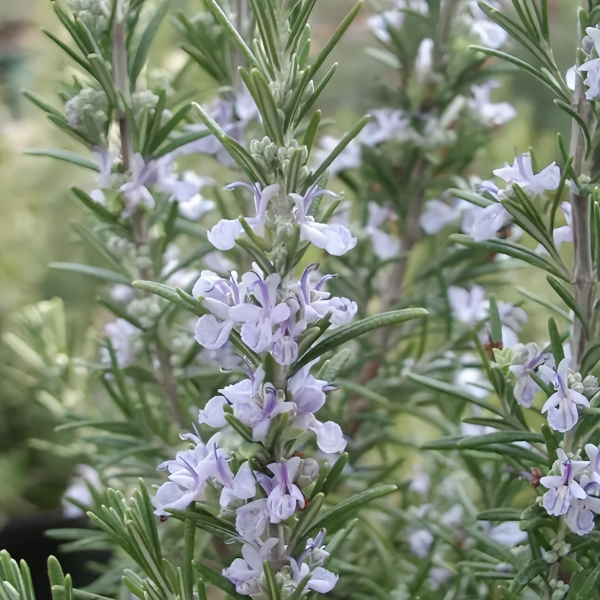 Rosemary seeds up to 50%