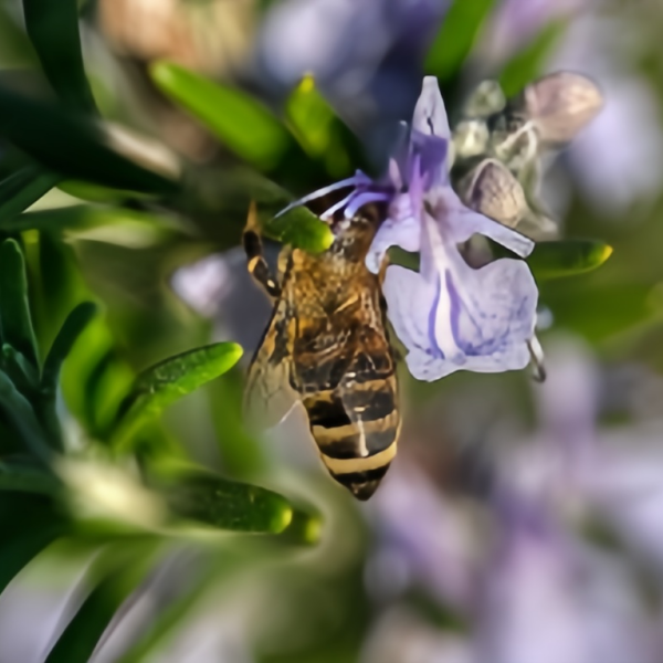 Rosemary seeds up to 50%