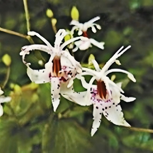 Toad Lily Seeds up to 50%