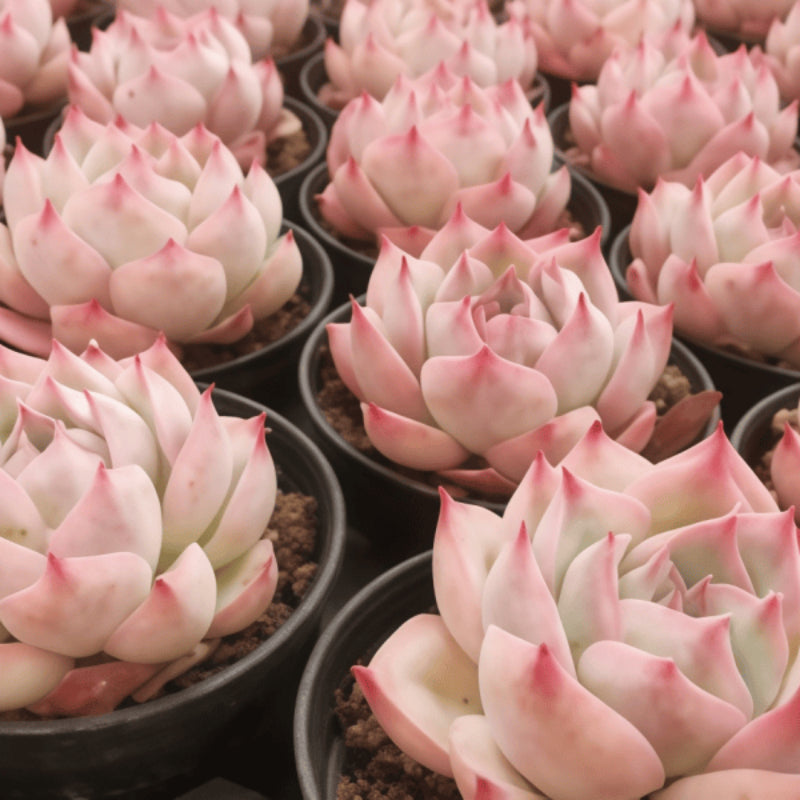 Succulent seeds up to 50%