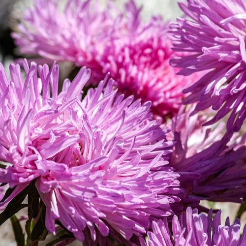 Asters seeds up to 50%