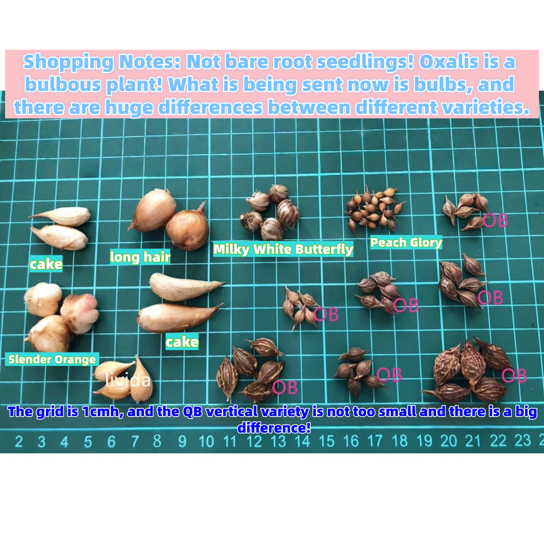 Oxalis Bulbs Collection – Pink, White, Peach Glow, Sunrise, Shy Moon, Medusa, Candy Box – Early Blooming Varieties