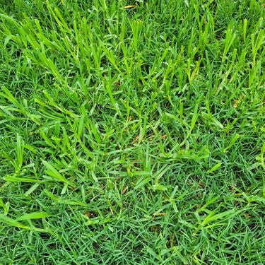 Kikuyu Grass Seeds up to 50%