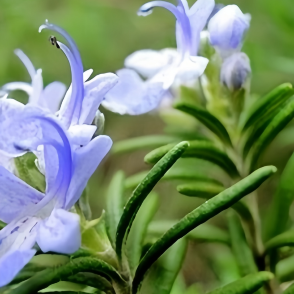 Rosemary seeds up to 50%