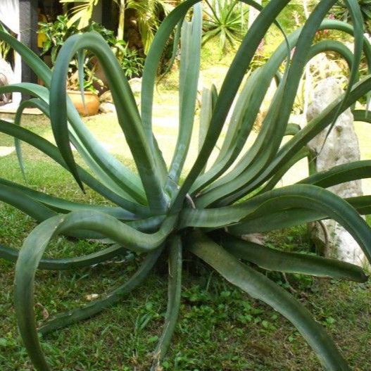 Octopus Agave Plant Seeds up to 50%