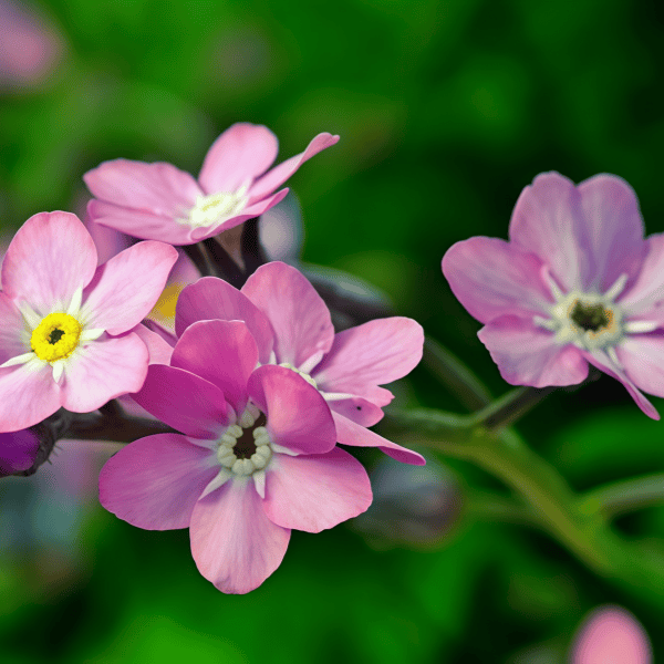 Forget-Me-Not Flower Seeds up to 50%