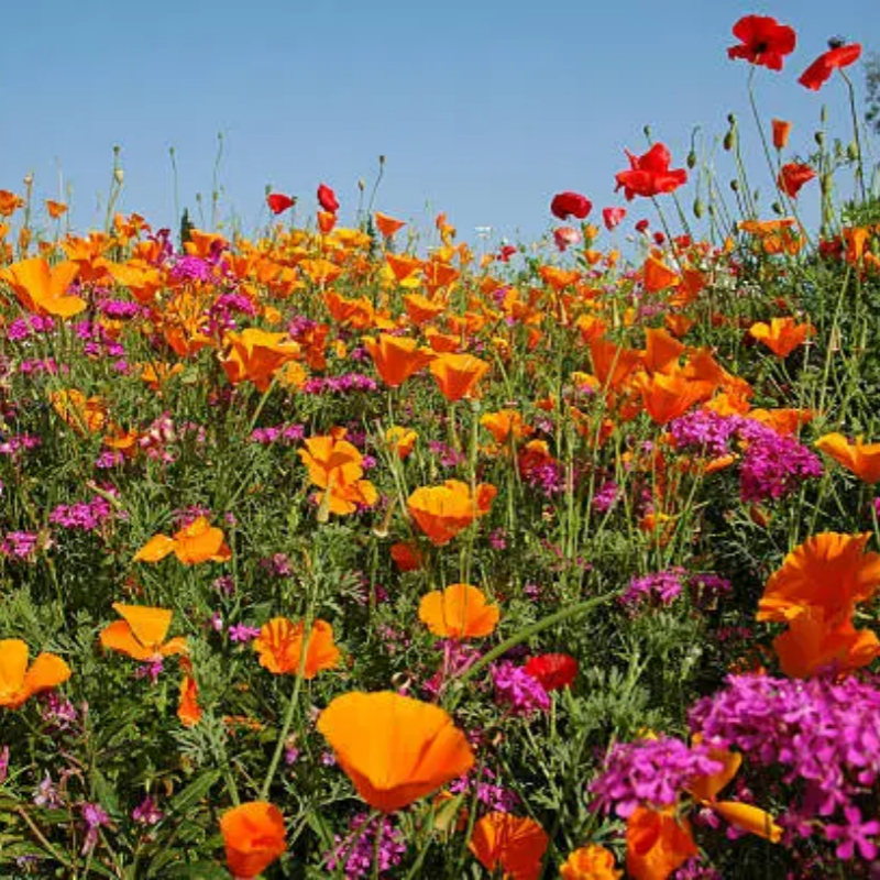 Wildflower Seeds up to 50%