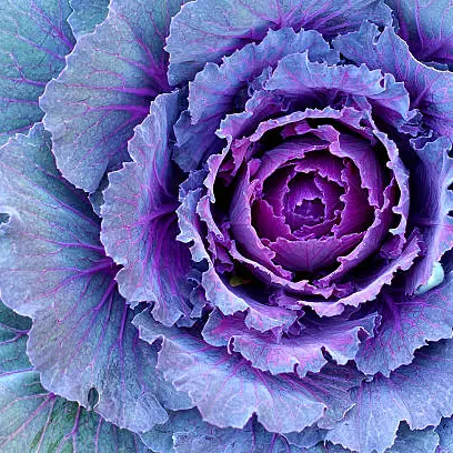 Ornamental Kale seeds up to 50%
