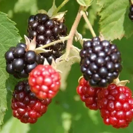Dewberry Seeds – up to 50%