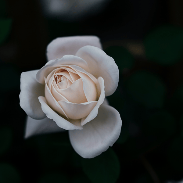 White Roses up to 50%