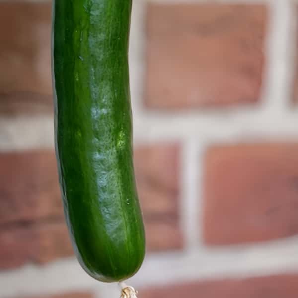 Cucumber Seeds up to 50%