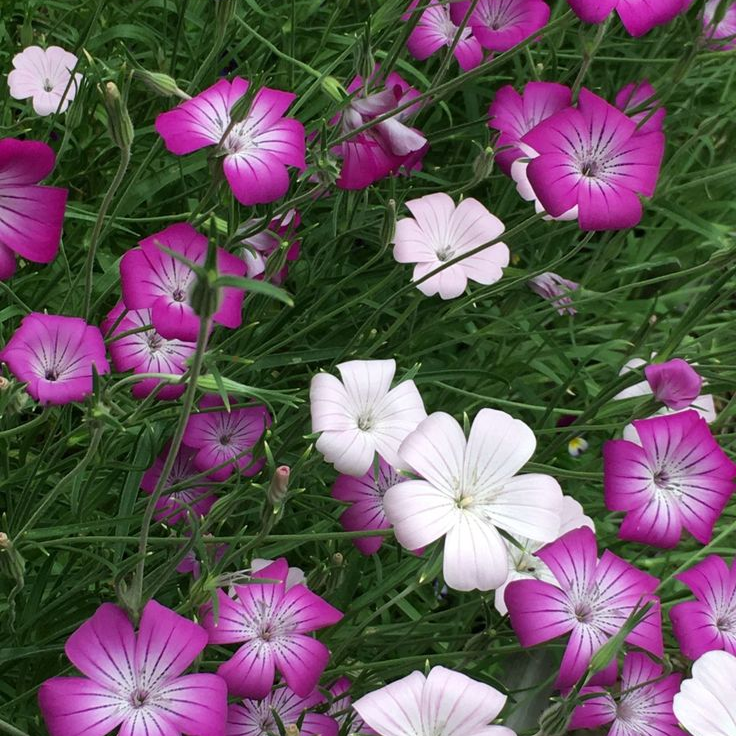 Agrostemma Githago L Seeds Rose Red up to 50%