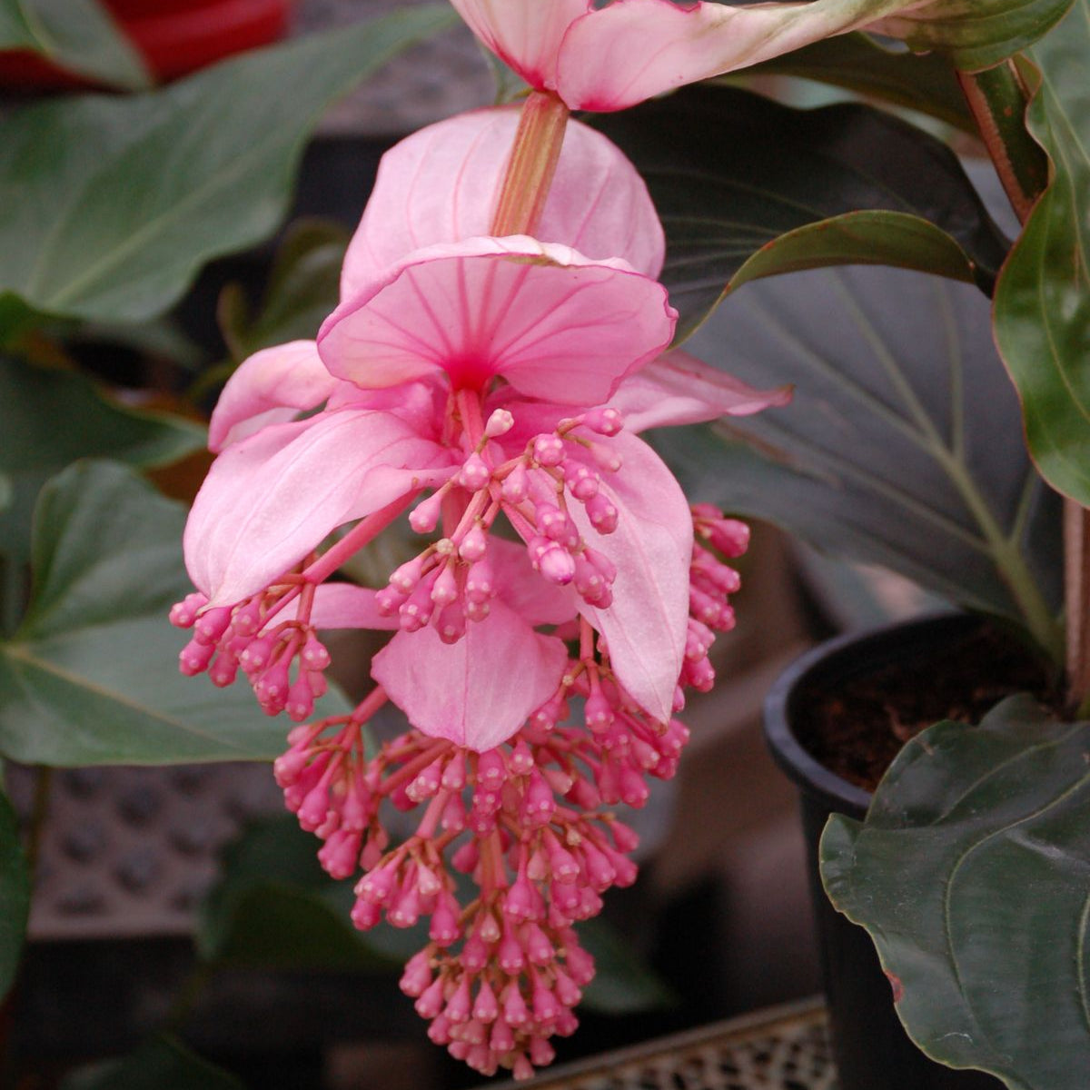 Pink Medinilla Flower Seeds up to 50%