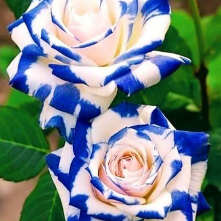 Osiria Blue White Rose Seeds up to 50%