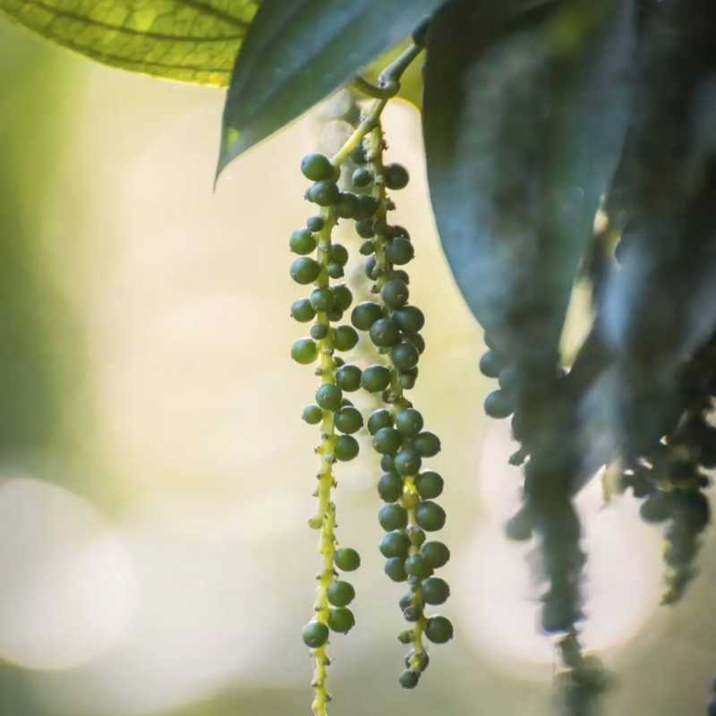 Black Pepper Seeds up to 50%