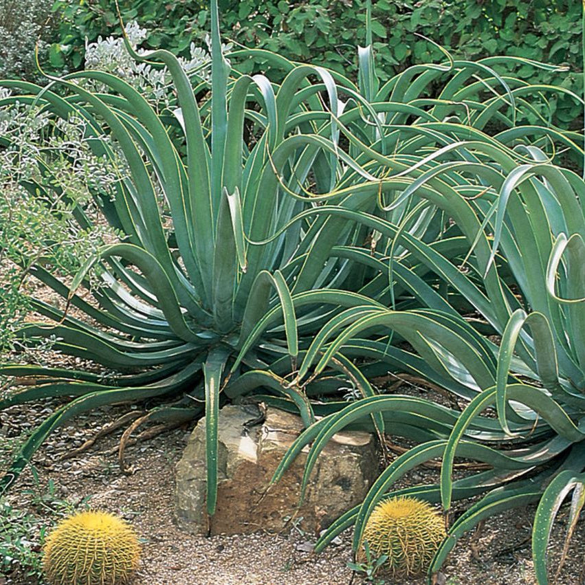 Octopus Agave Plant Seeds up to 50%