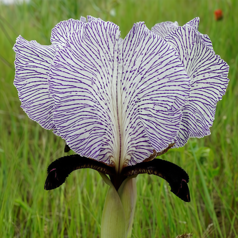 Oberonia Seeds up to 50%