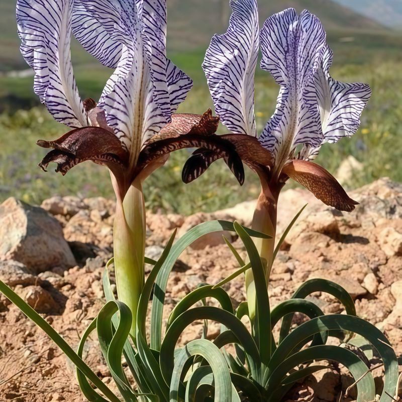 Oberonia Seeds up to 50%