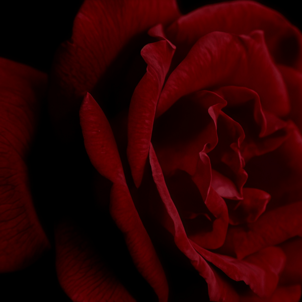 Red Rose Seeds  up to 50%