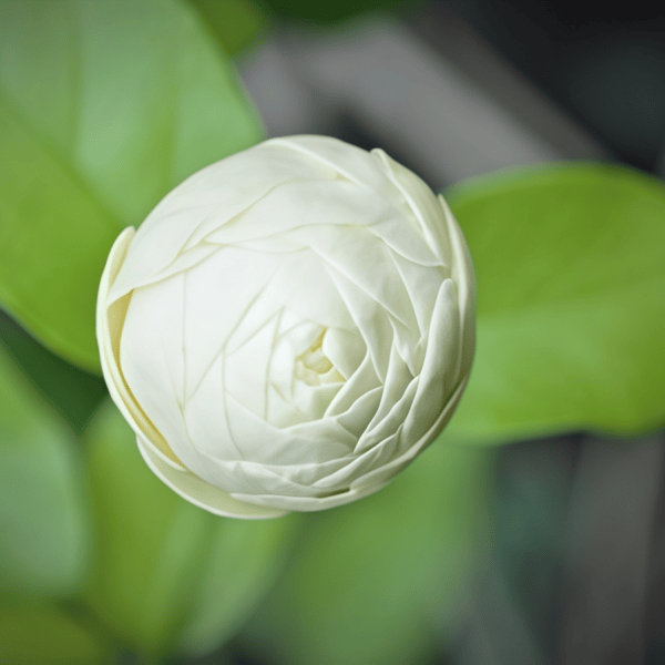 Jasmine Flower Seeds up to 50%
