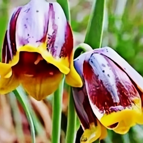 Fritillaria Bicolor Seeds up to 50%