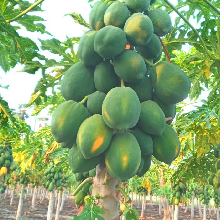 Red Lady Papaya Seeds up to 50%
