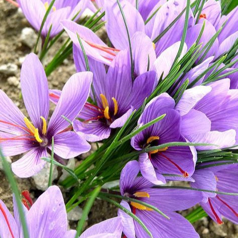 Purple Saffron Flower Seeds – up to 50%