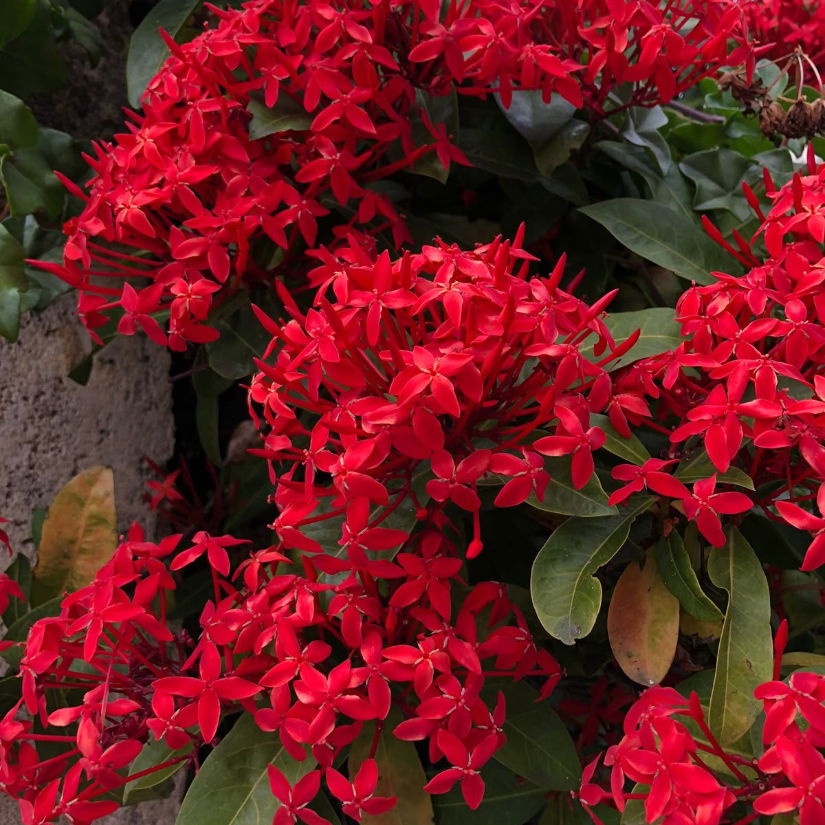 Rare Ixora Flower Seeds up to 50%