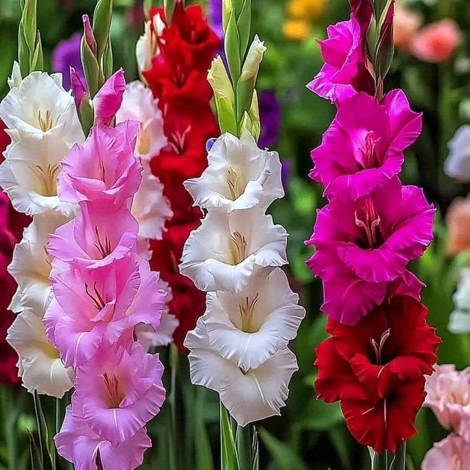 Gladiolus Seeds ¨C up to 50%