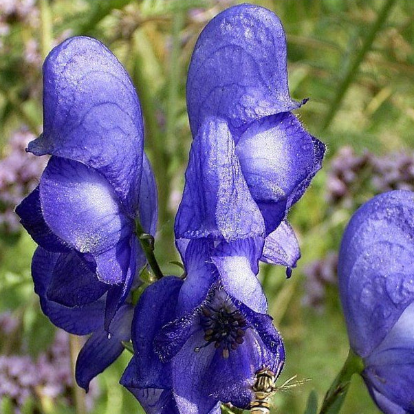 Monkshood Poisonous Plant Seeds up to 50%