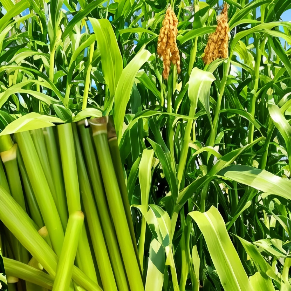 Sweet Sorghum Seeds - Larger Packet High Germination 1/4-1/2LB Onsaleseeds