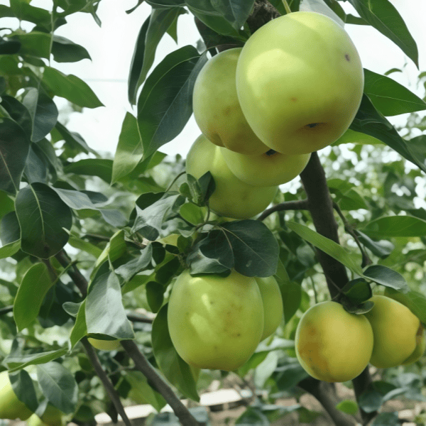 Pear Seeds up to 50%