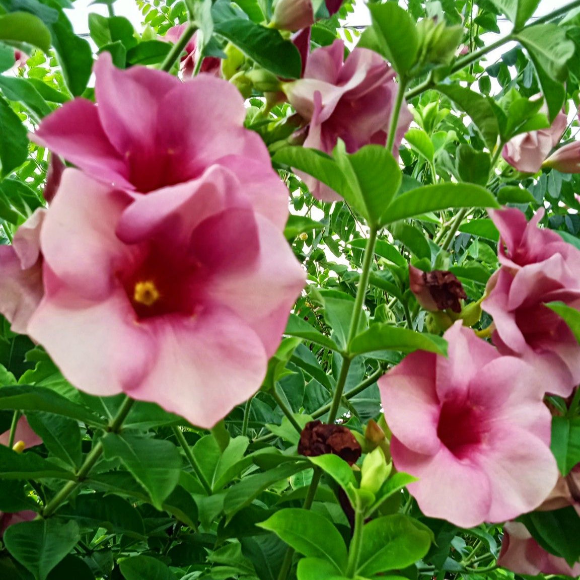 Purple Allamanda Flower Seeds up to 50%